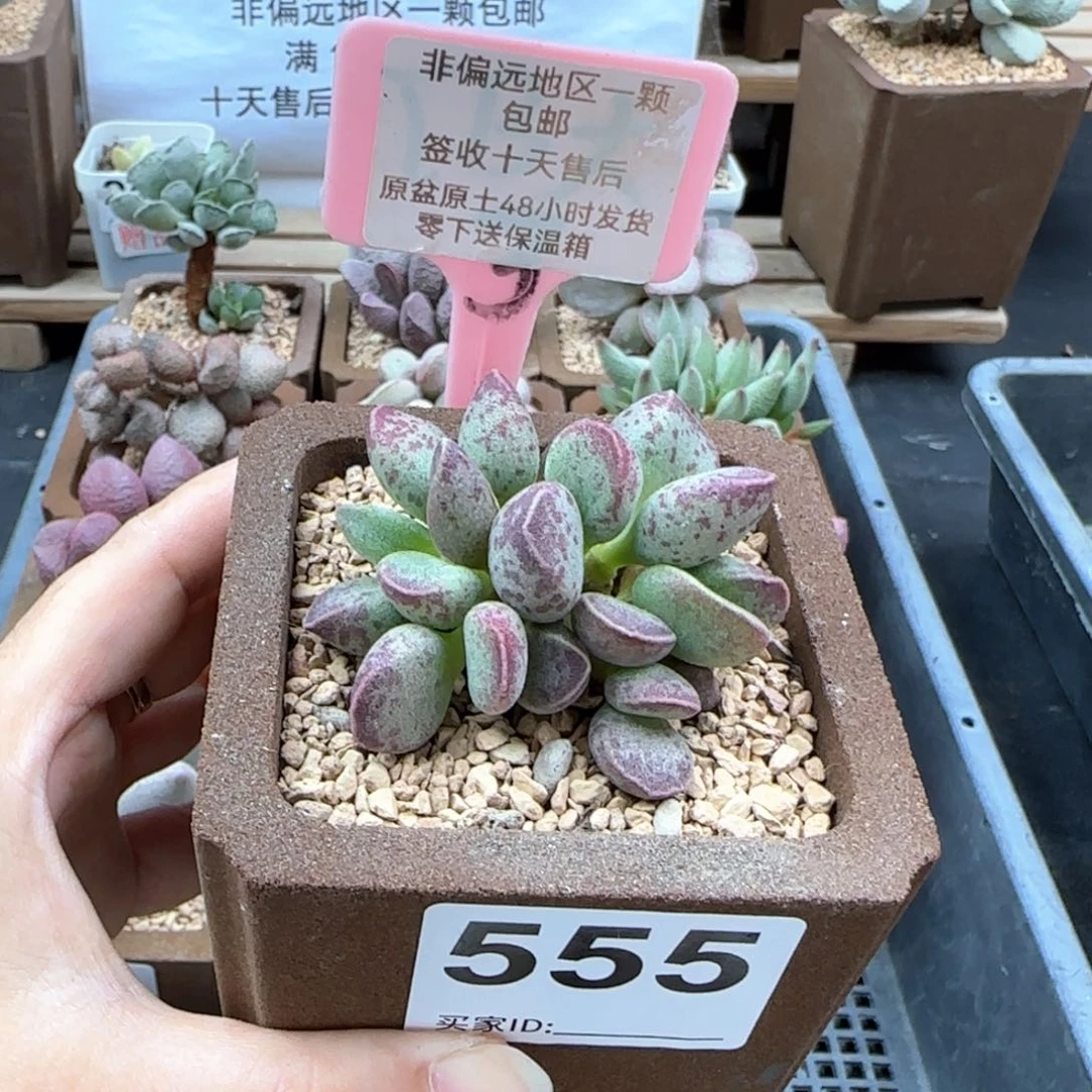 555艾薇多肉植物