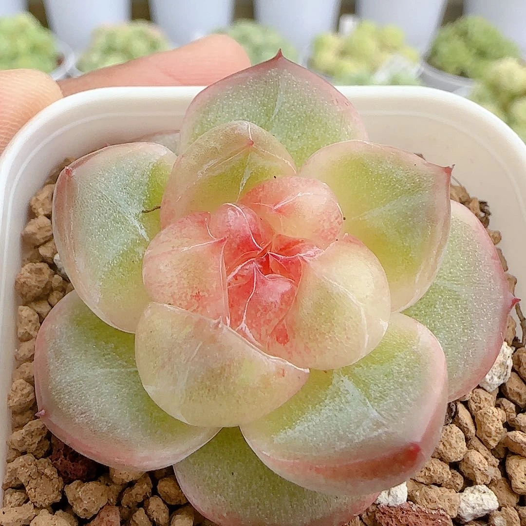 【闪购商品】0927-46珍妮糖心