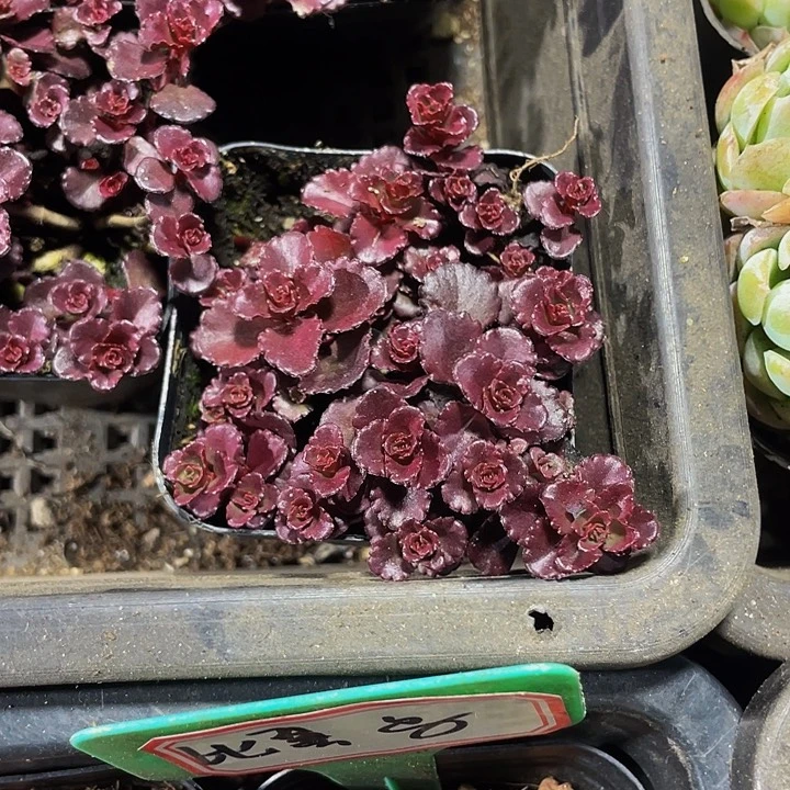 小球玫瑰2.8带盆