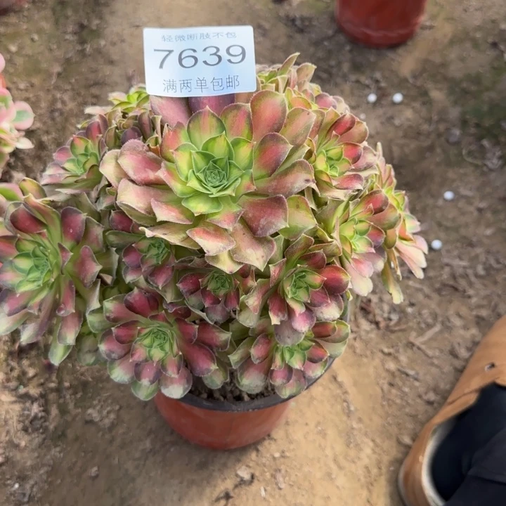 7639韶华多肉植物