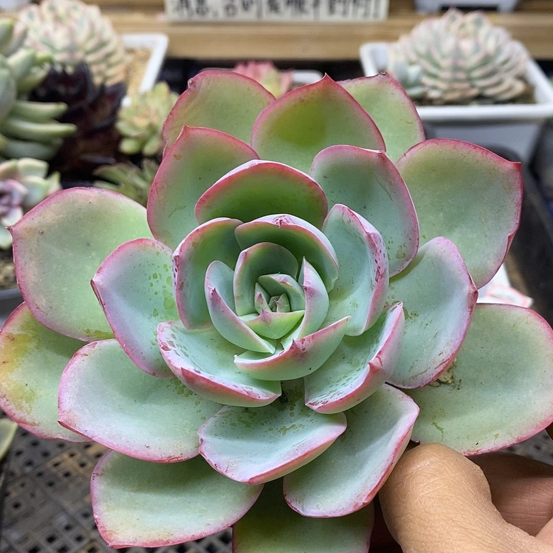 0331 霓虹灯多肉