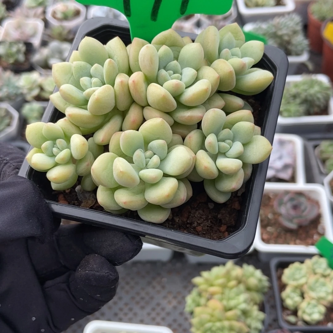 991泡泡糖多肉植物