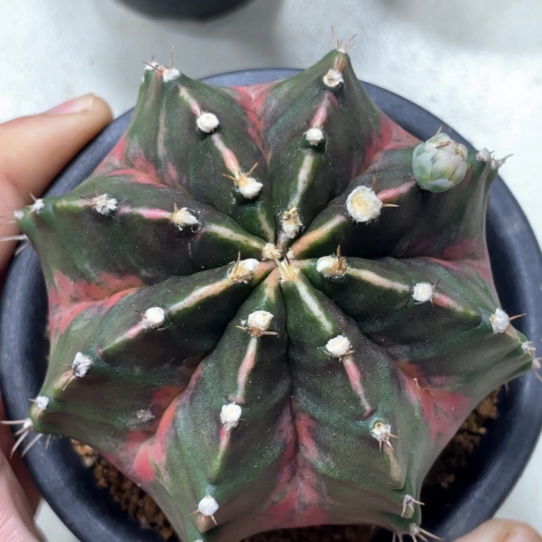 当前无花朵，栽培后可花朵规律粉臀锦