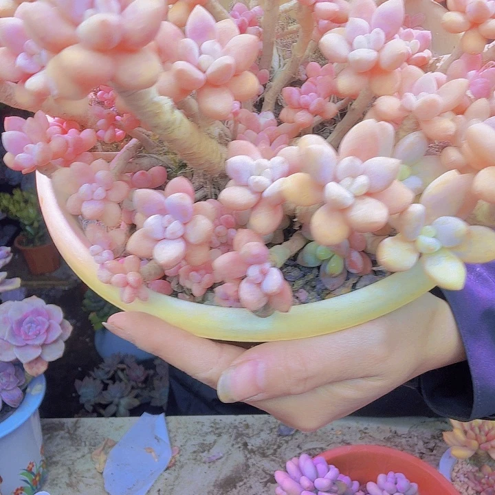 听***闻白露全颜色多肉植物