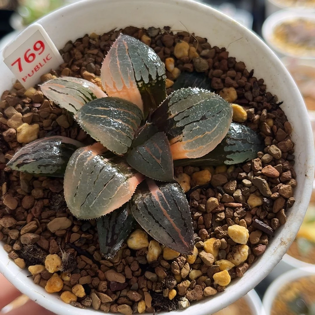 769亲之姬寿锦福利福利