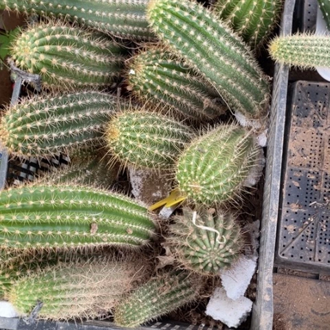 当前无花栽培后可以开花