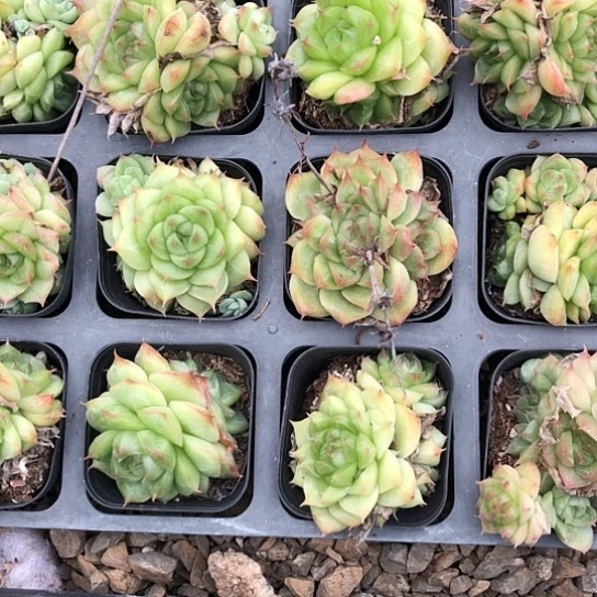 极品麦秆，2颗装！包邮