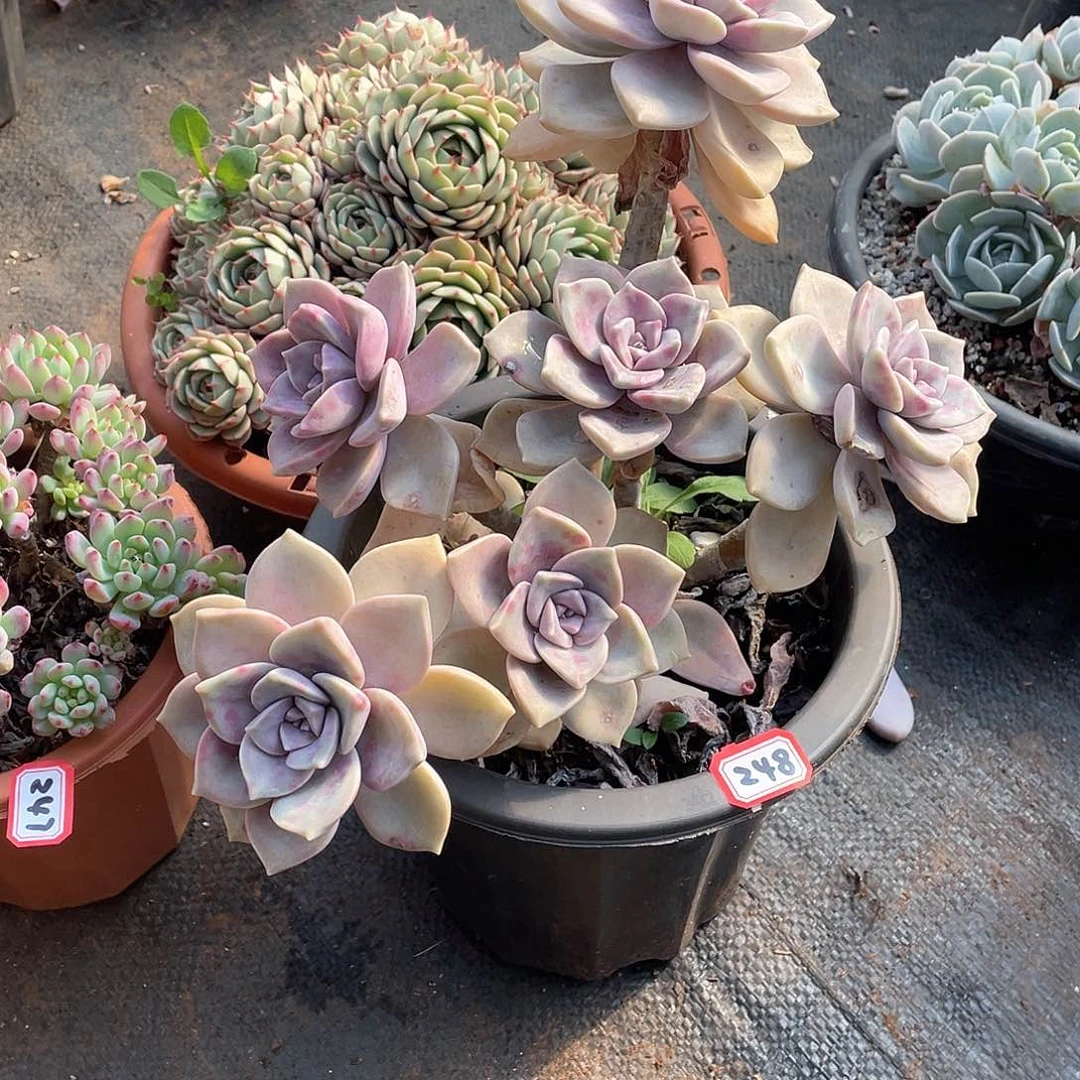 248紫乐 一物一拍多肉