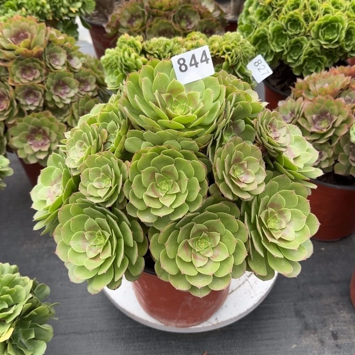 多肉植物沙拉碗844