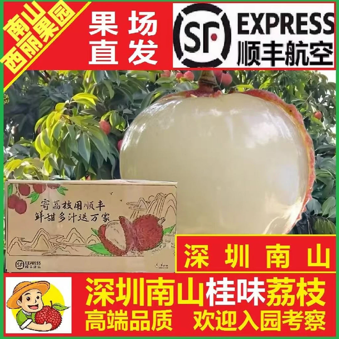 桂味【广东省内专拍】南山荔枝果园5-7-10斤现摘现发顺丰空运包邮
