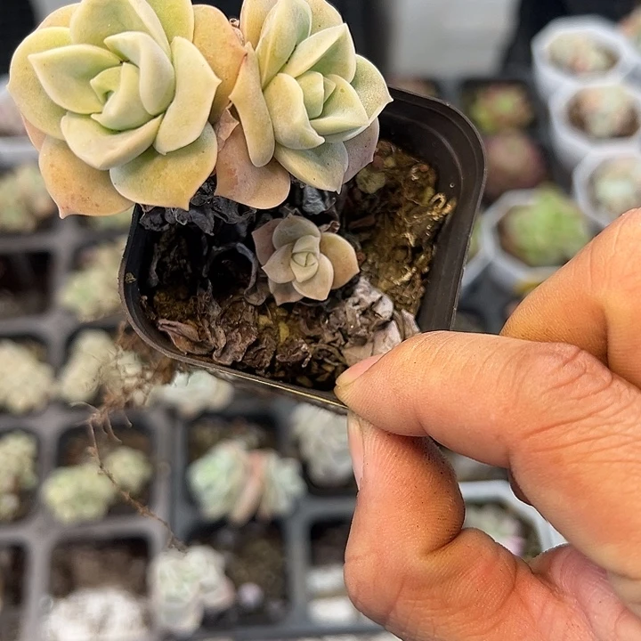 可爱玫瑰 满3颗包邮