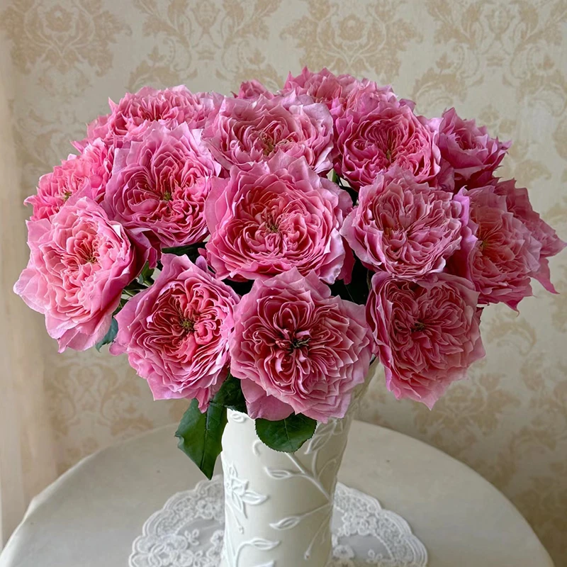 【卫子夫】玫瑰【3单包邮顺丰空运/95%市区次日达】