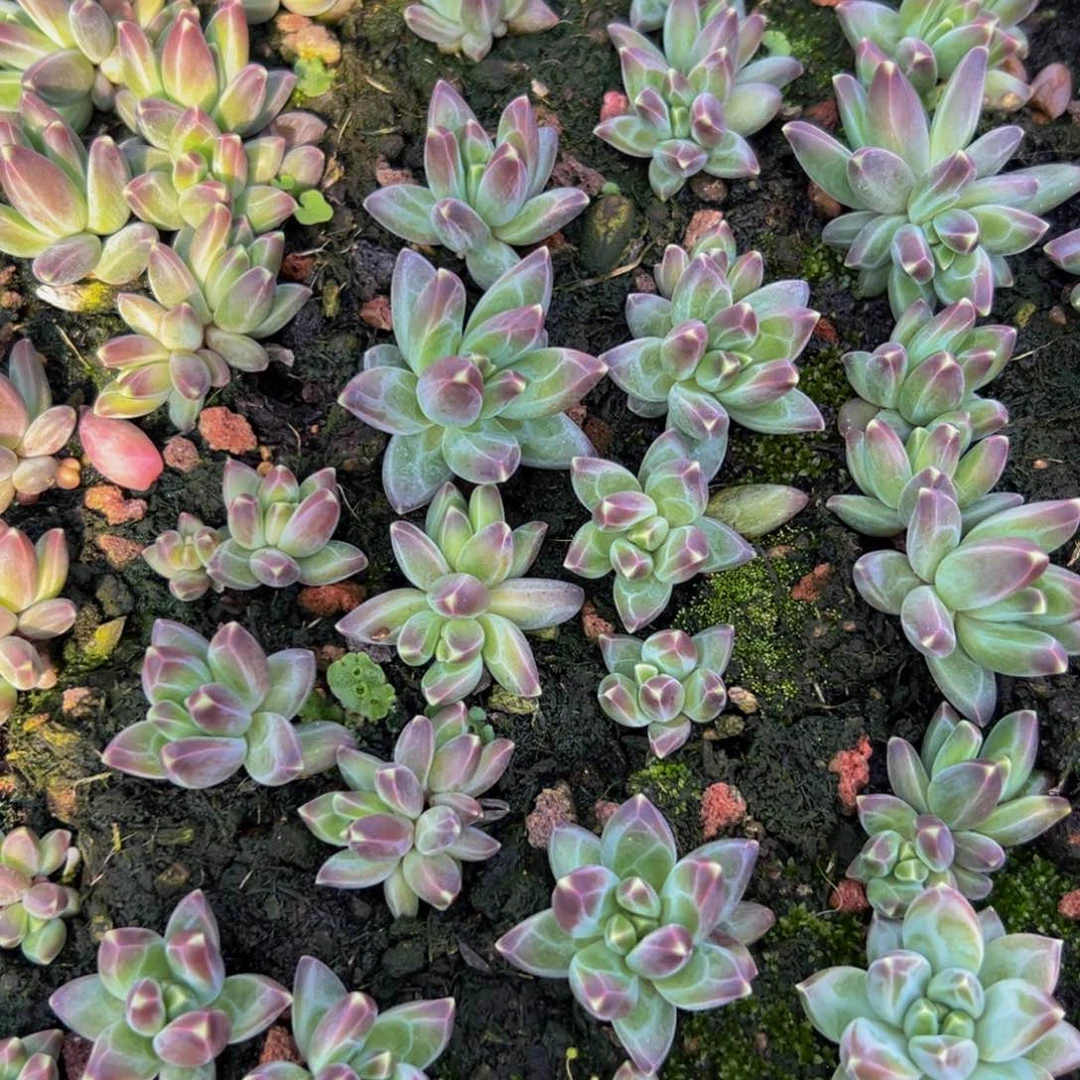 15颗大小不等K钻美人