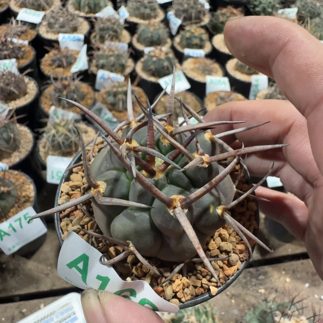 实生守金摩天龙 仙人球160