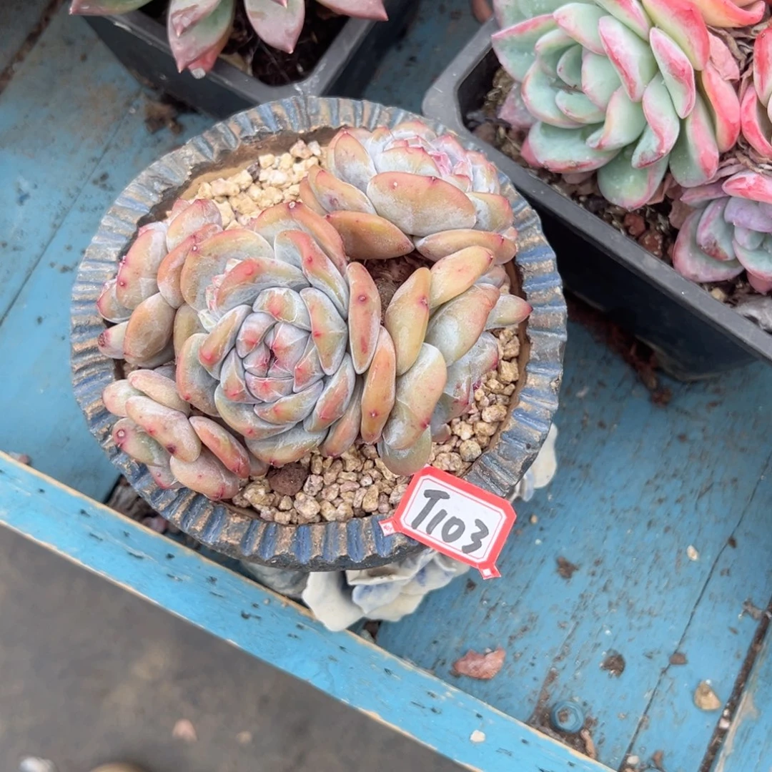 精品多肉植物老桩