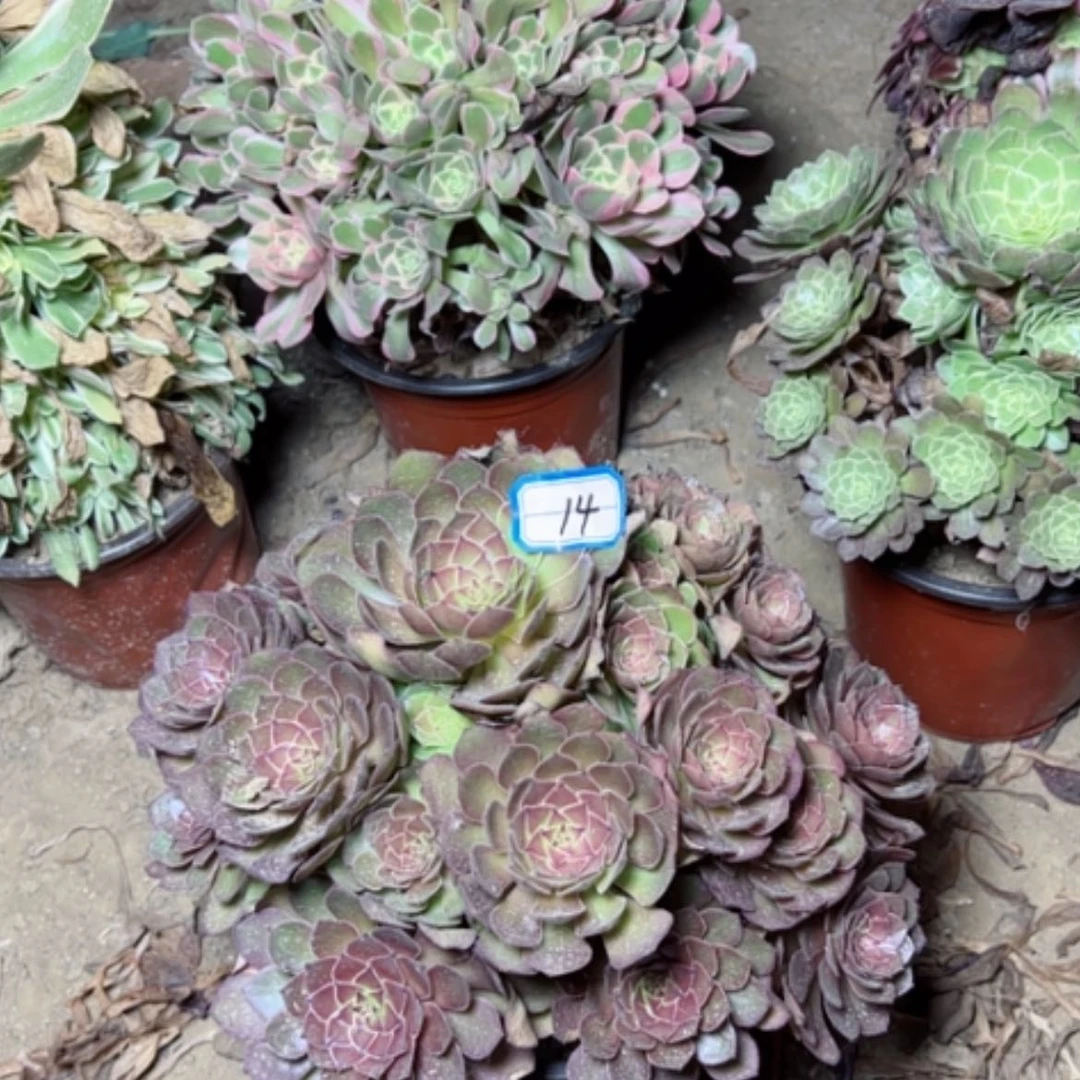 【闪购商品】王*学多肉植物红魔14