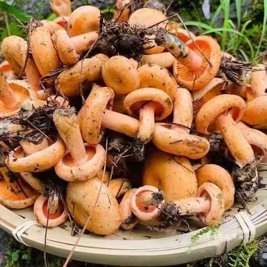 野生枞树菌现炸现卖 纯菜籽油炸