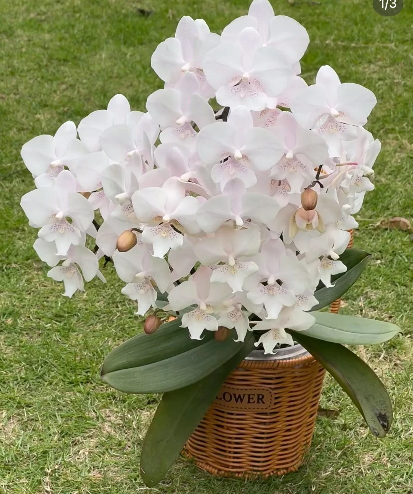 【雪花大舌头-宸希】蝴蝶兰2.5苗(仅是苗不带花),懒人花卉室内盆栽