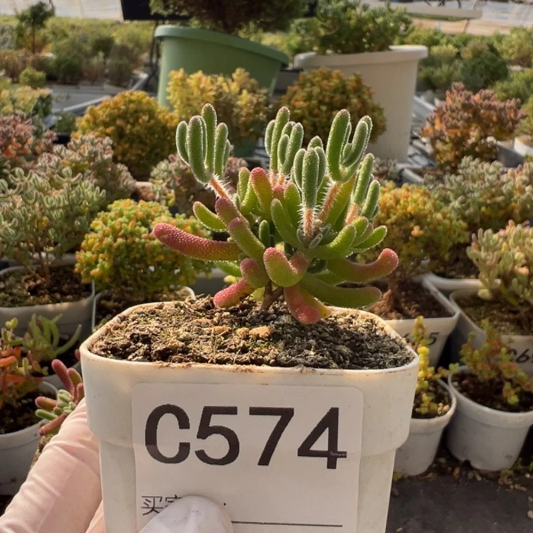 喜****C574琉璃一物一拍