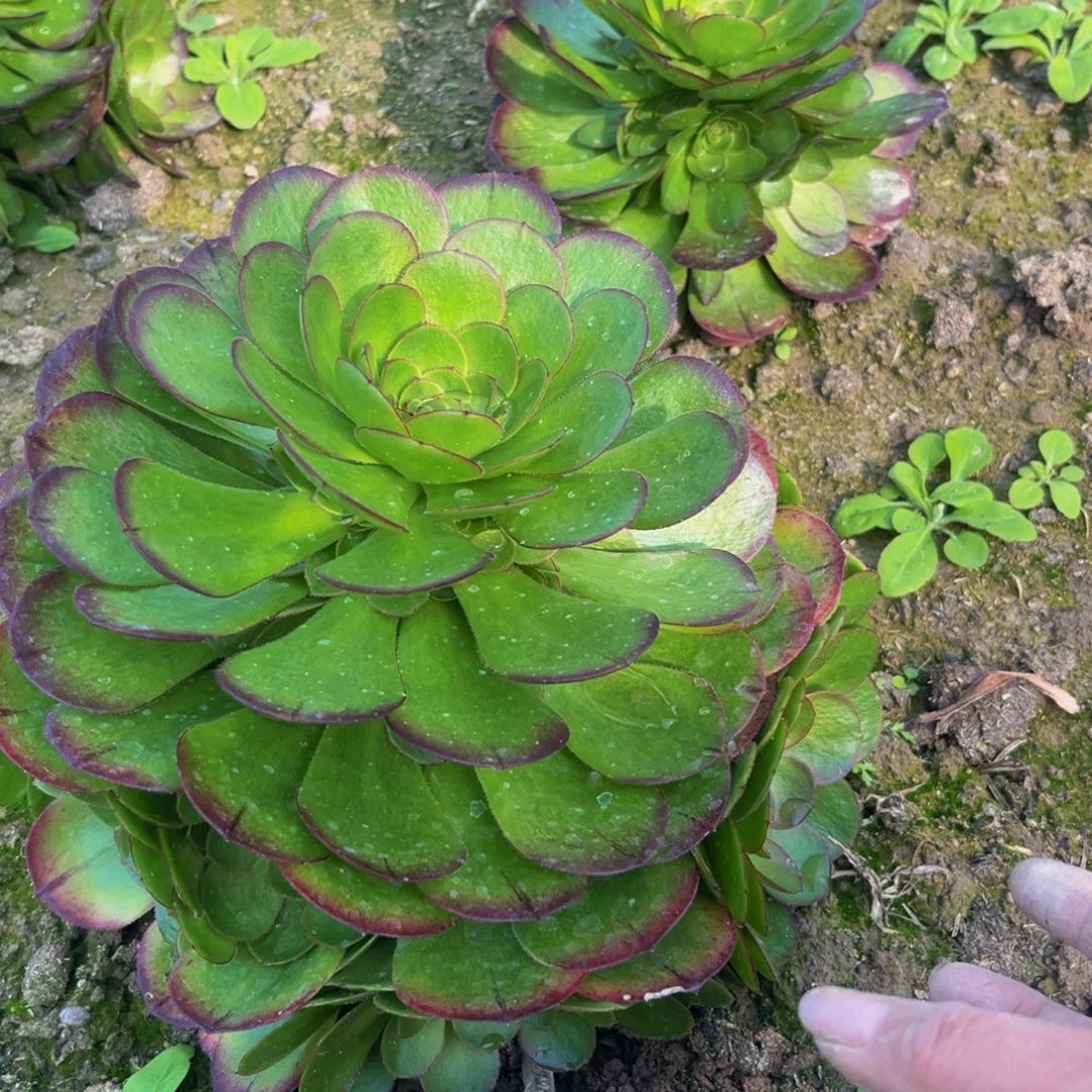 万圣节多肉植物捧花多肉