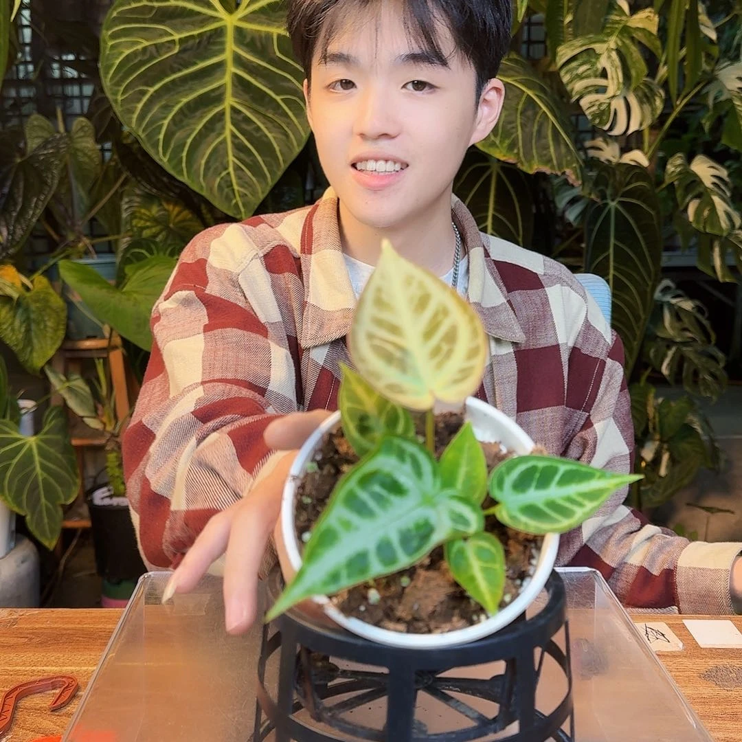 完全开放T55skg银杂闪电撕裂纹