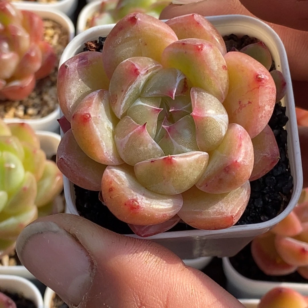 天官赐福百无禁忌