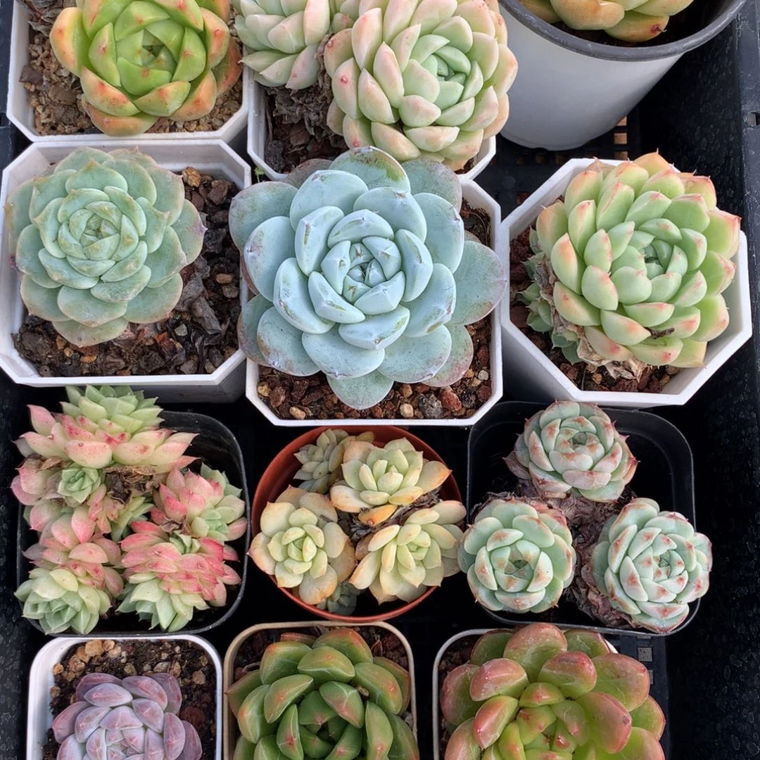 0924-05 框拍12颗 带盆土发货