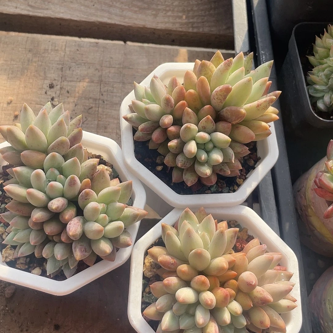 三盆红蜻蜓多肉植物