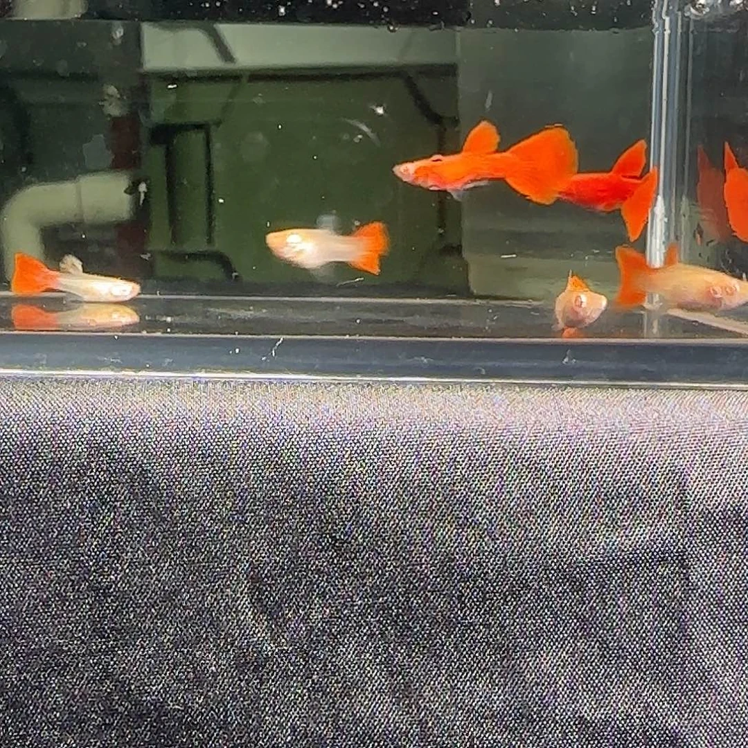 孔雀鱼关注主播可以下单