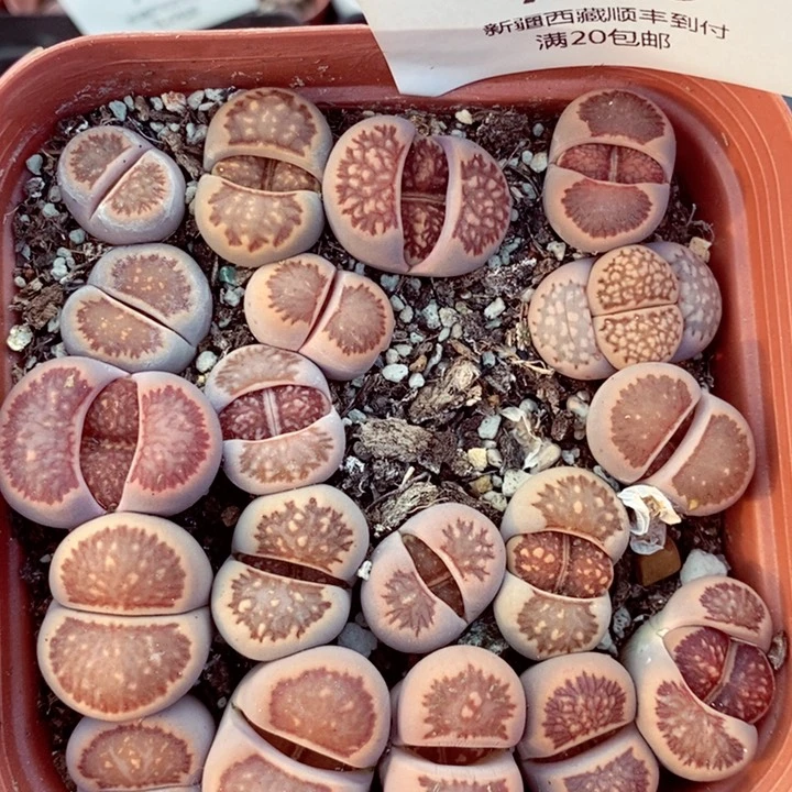 我是一只小小鸟地域鬼的人765