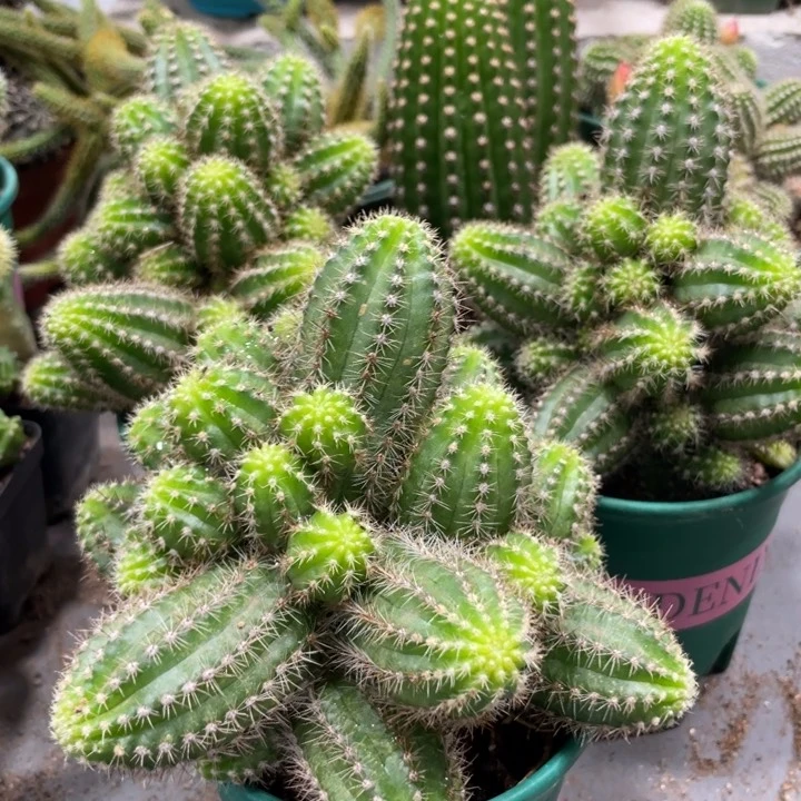 新品进口白檀帕米尔之眼一杯