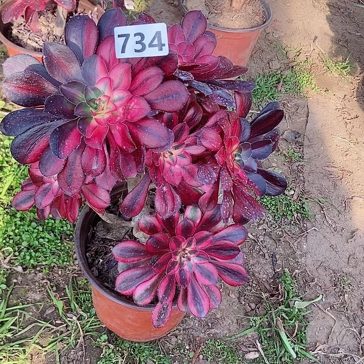 734花蝴蝶朵朵特价