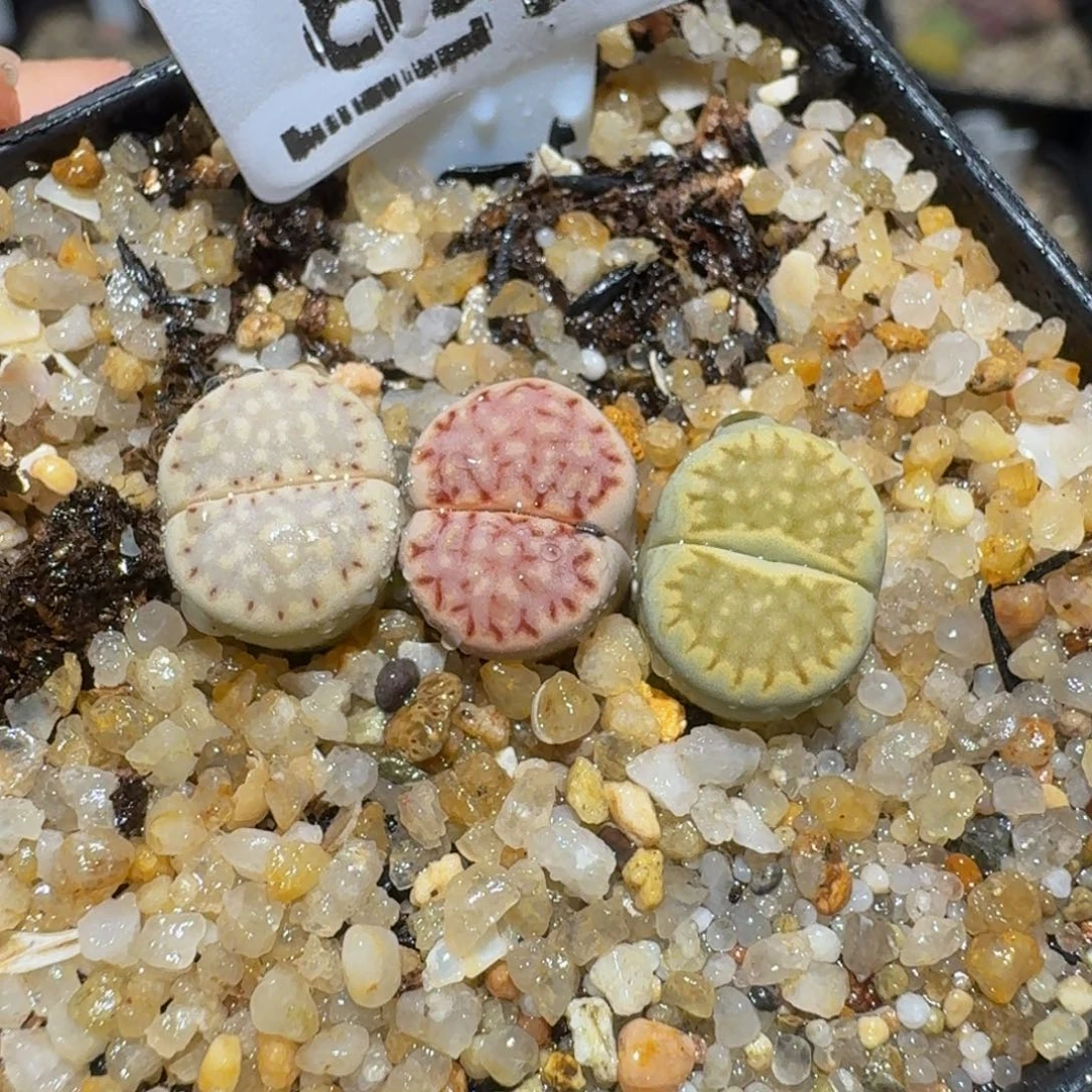 绝绝绝子生石花824