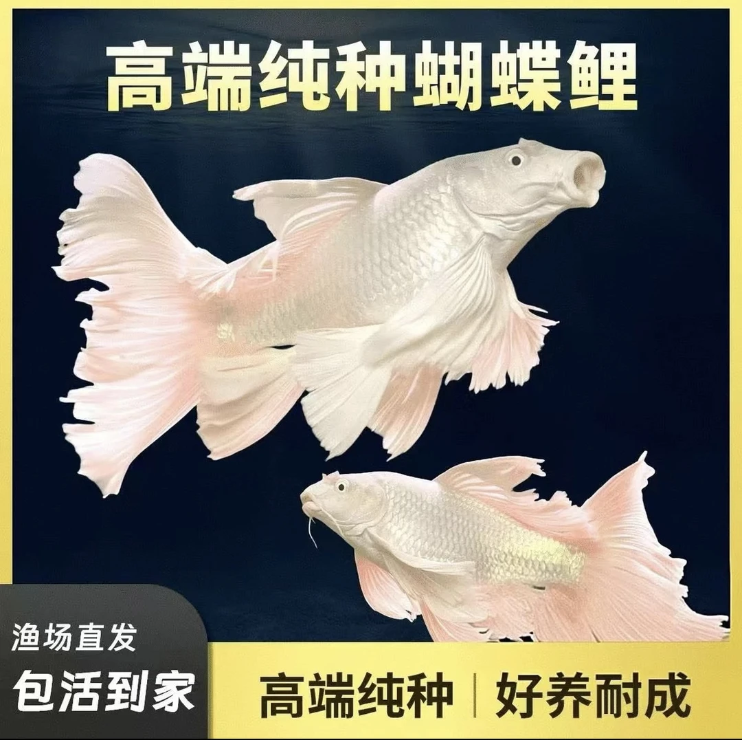 狮子头蝴蝶鲤纯种石膏白赛级贵妃体观赏鱼淡水精品活体16-19尺寸