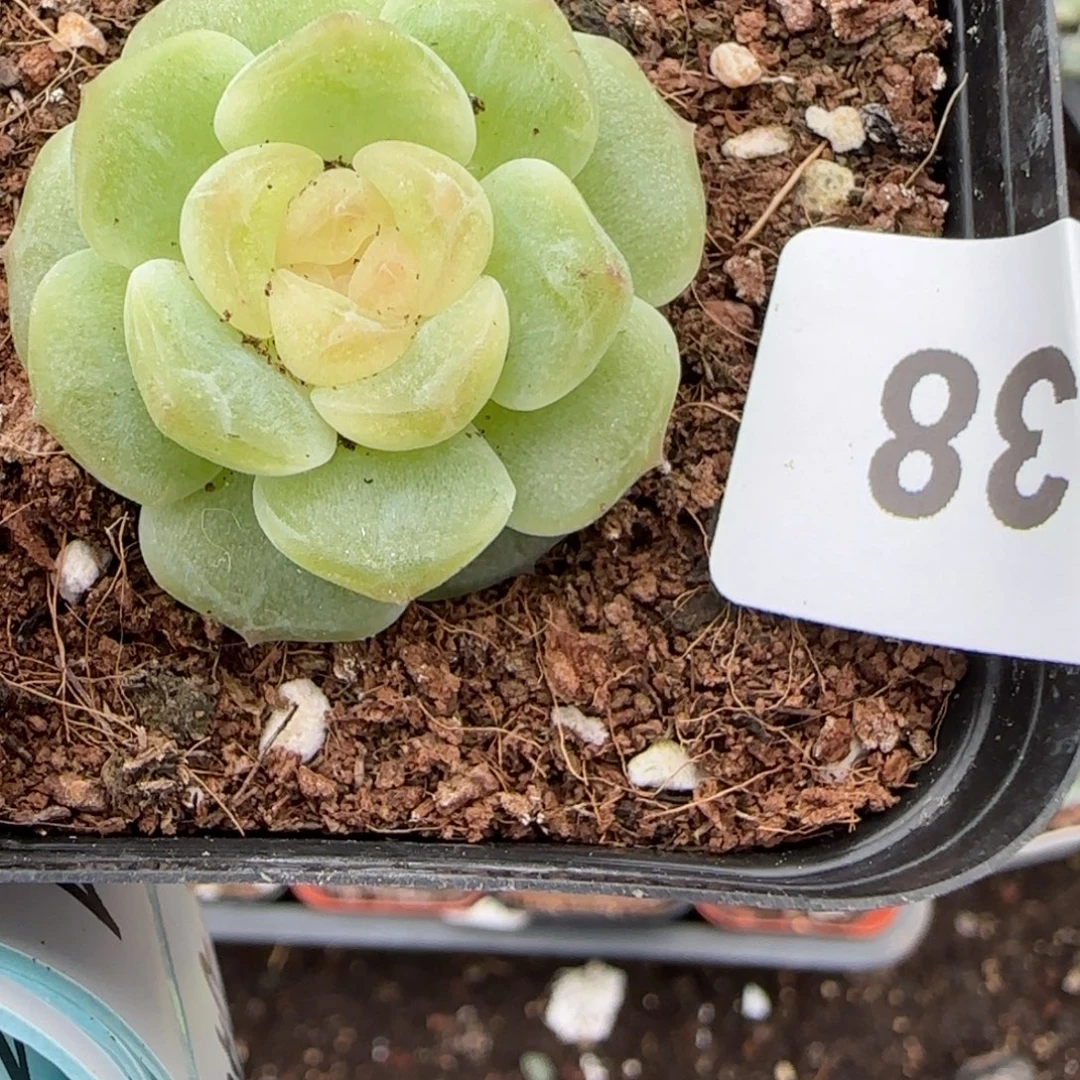 小卡拉米糖心一物一拍