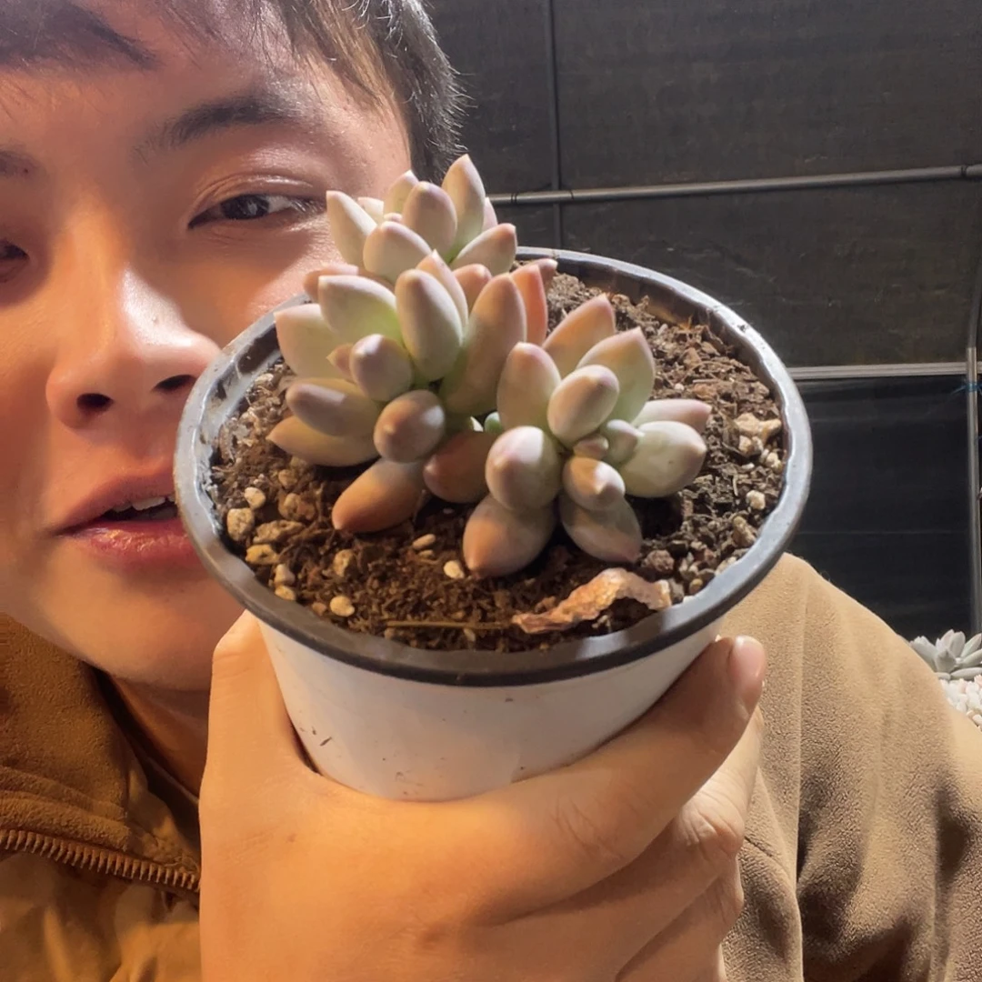 星空美人满20包邮脱土发货