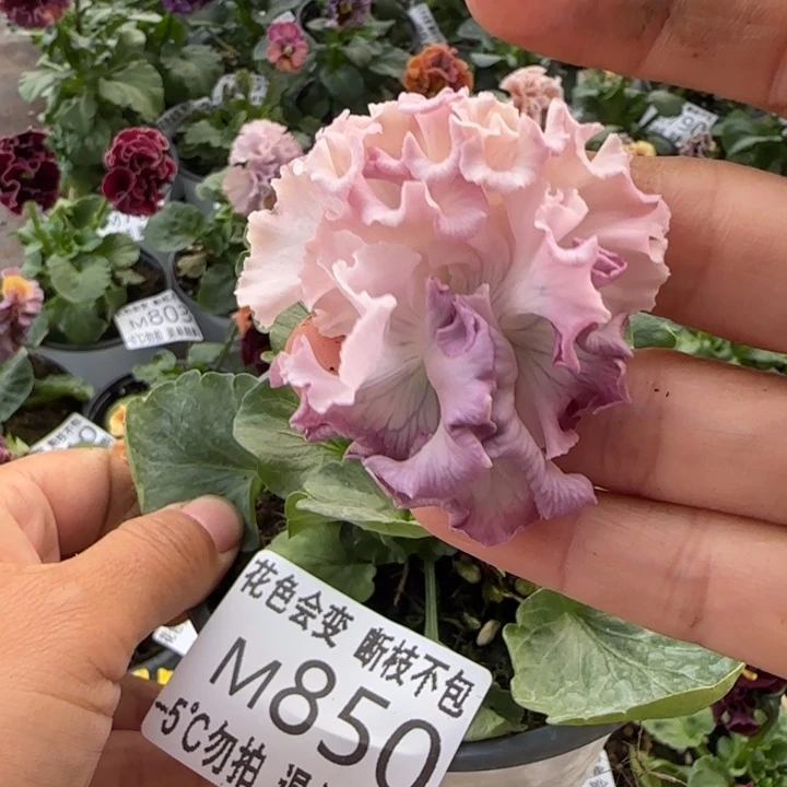 无花朵M850小苗苗晃零下5勿拍