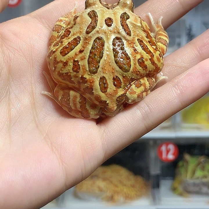 角蛙0547原色原色