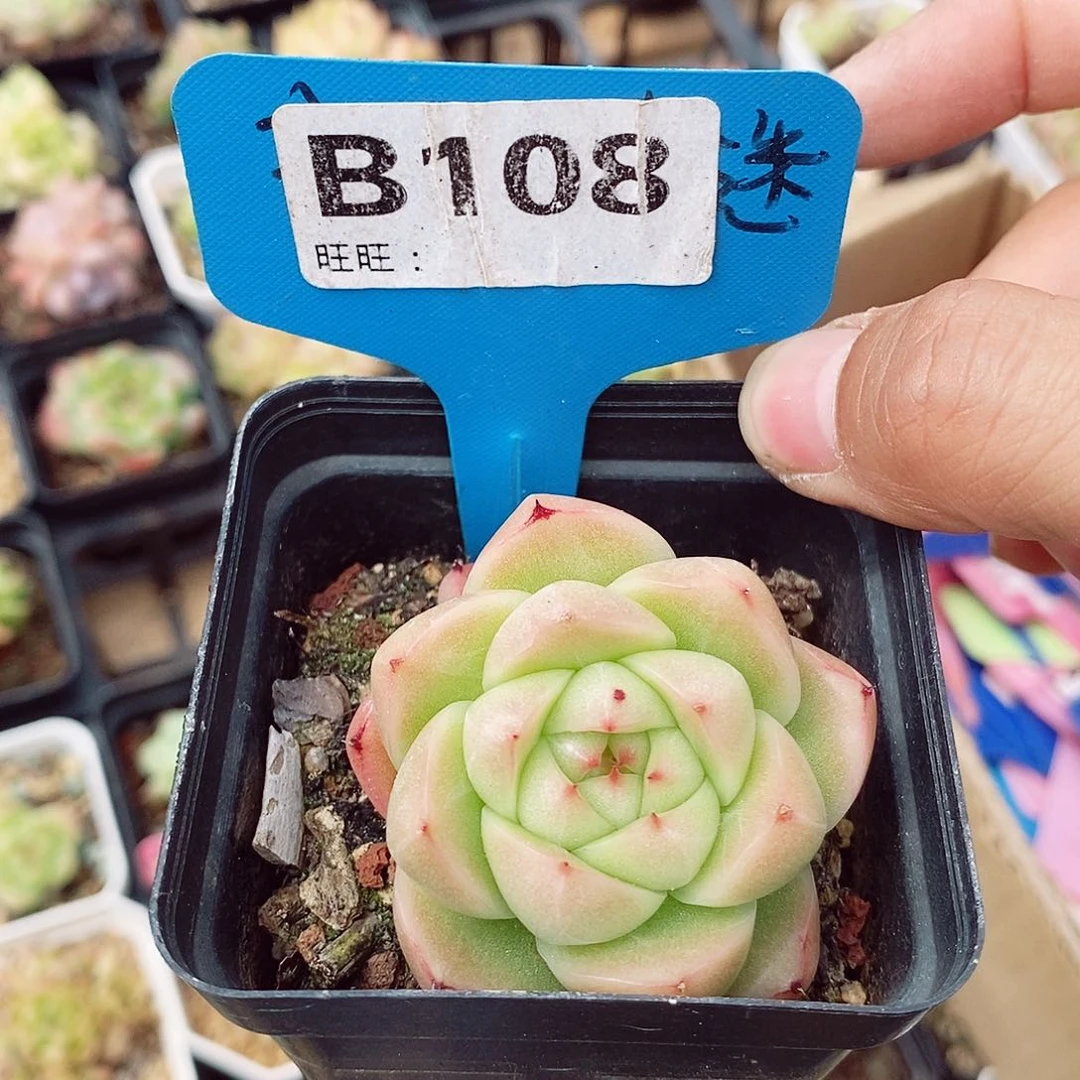麦秆福利5cm多肉植物