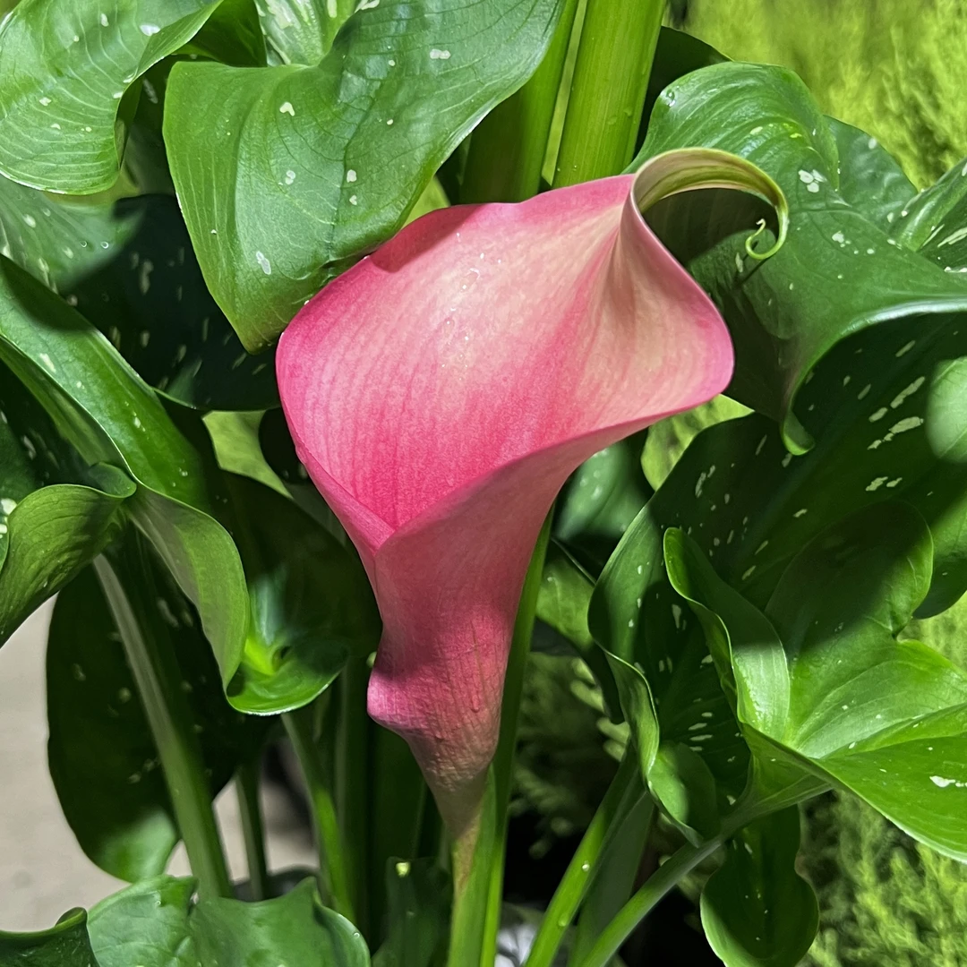 马蹄莲【好莱坞】盆栽多年生室内散射光易养护高端花期长