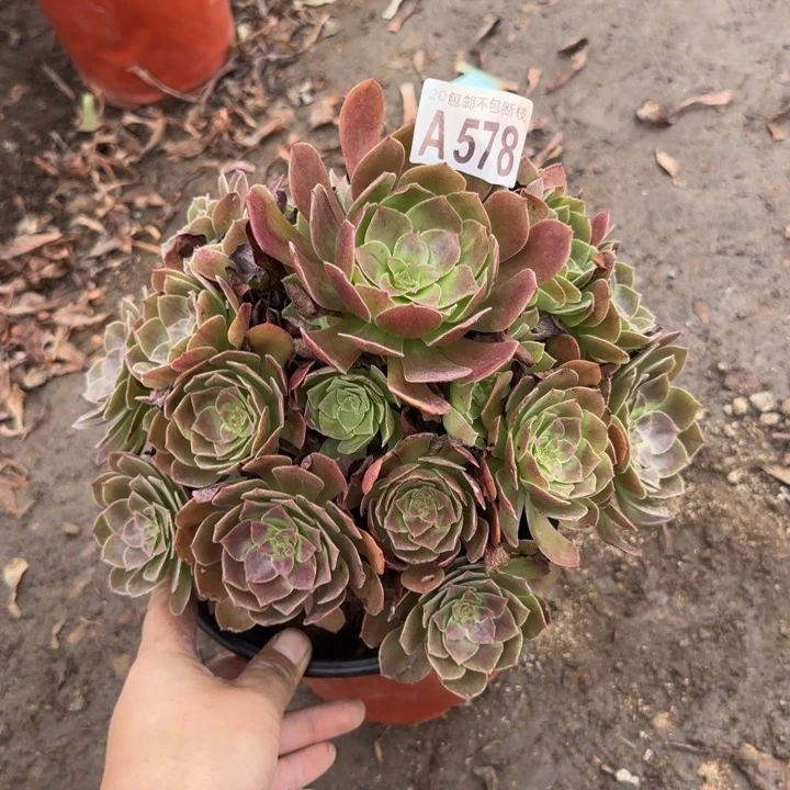 赤焰莲……多肉植物……