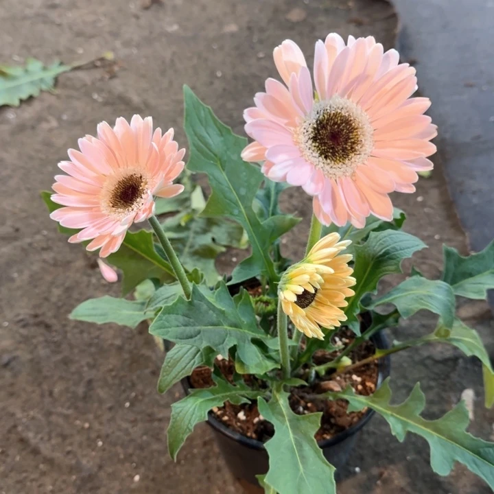 原盆原土一加仑非洲菊粉黛5号