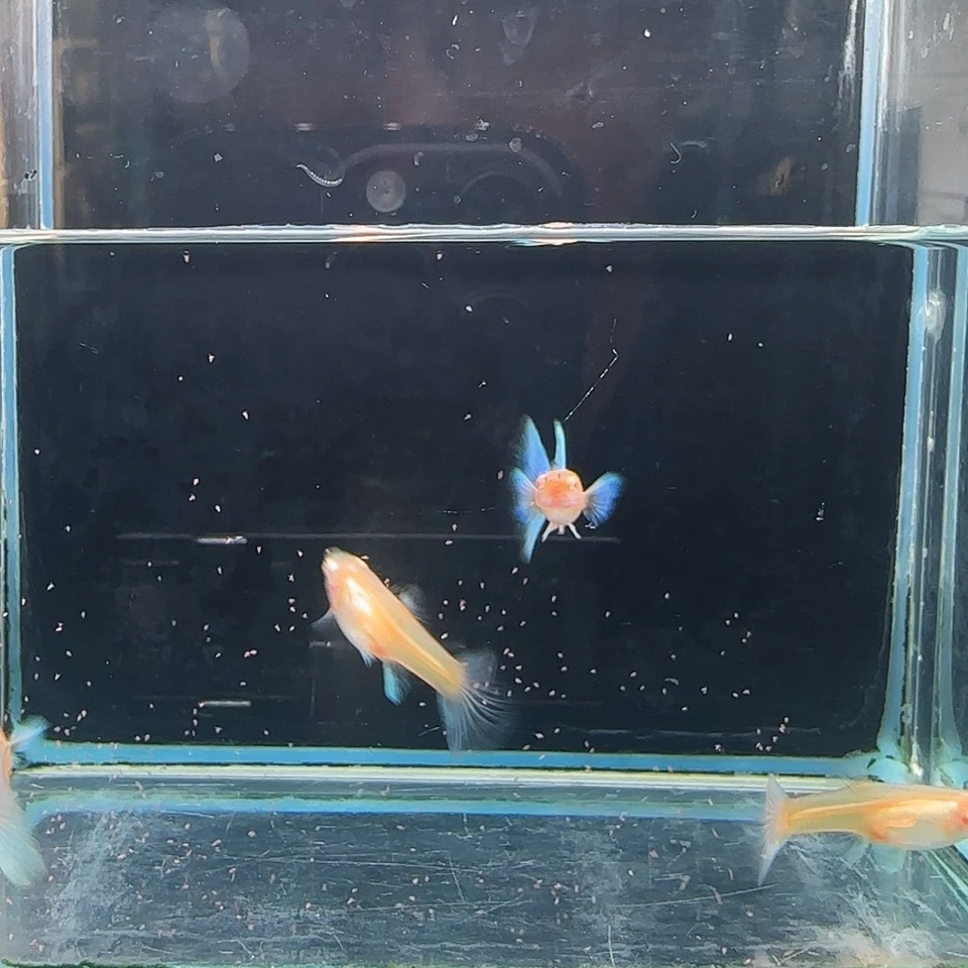 孔雀鱼蓝白飞船压成2对