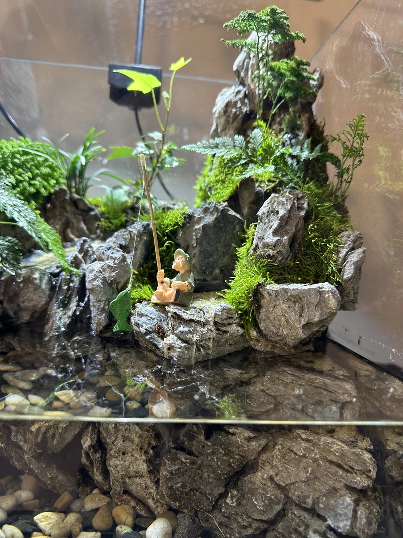 直播间一物一拍全尺寸成品懒人打理室内造景风格不限可接订制