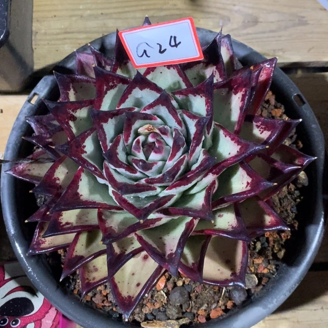 我****子福利美乌红毒a24