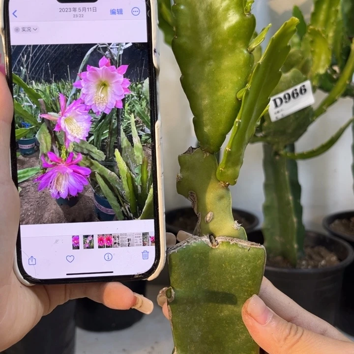 当前无花栽培后可以开花999