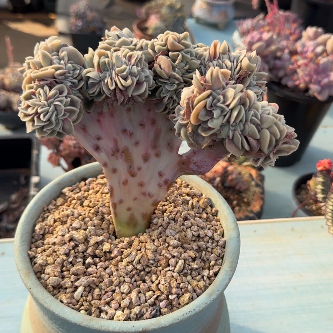 无花朵可爱玫瑰缀化孤