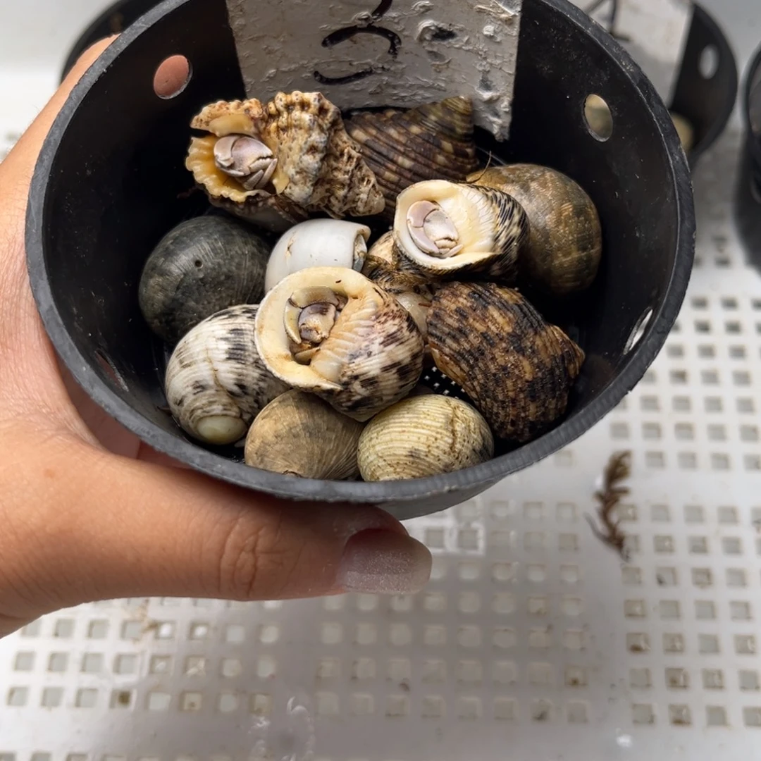 一元起拍 一手加一元