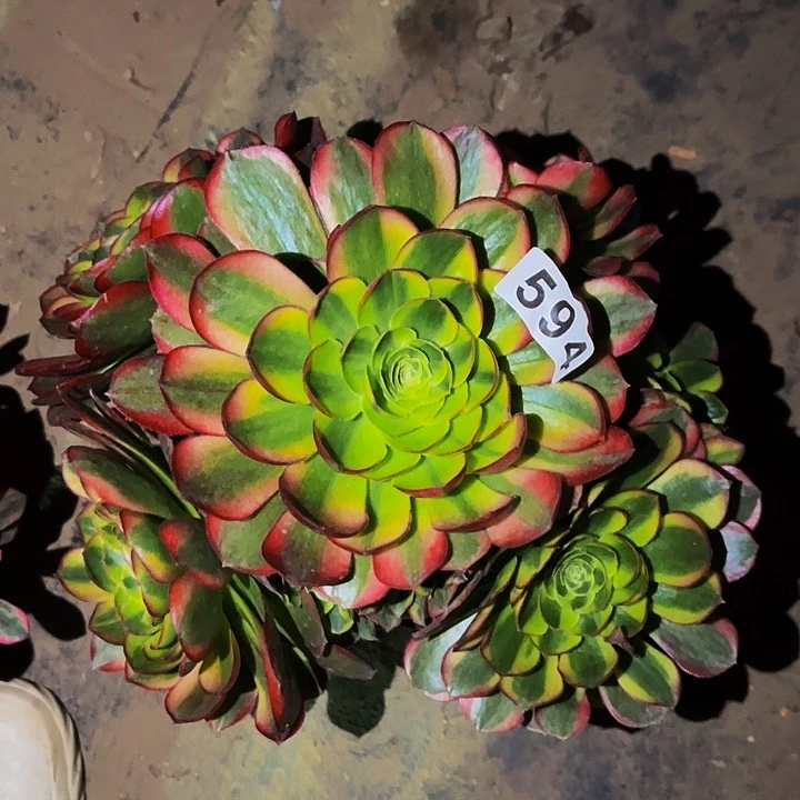 594奶白宽锦多肉植物处理不售后