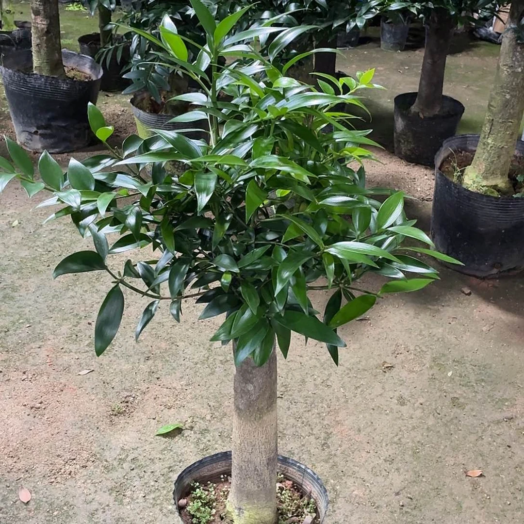 完全开放竹柏老桩一物一拍顺丰包邮